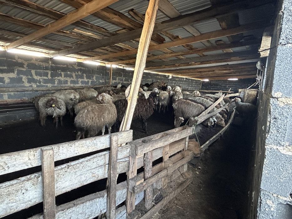 Қой , тоқты сатамын