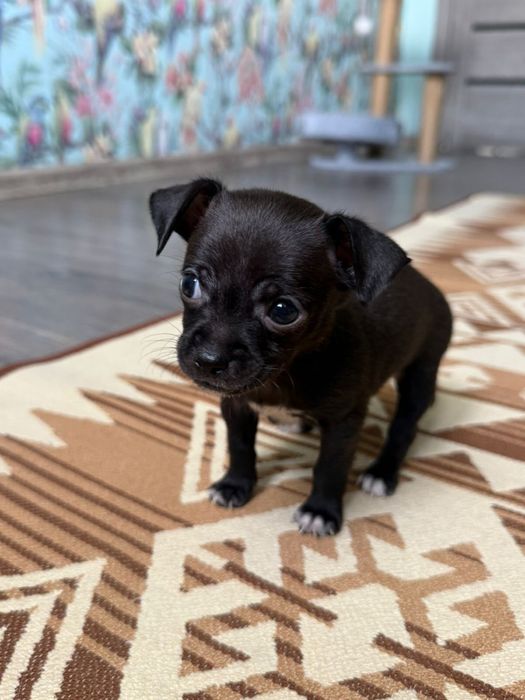 Чихуахуа мальчик