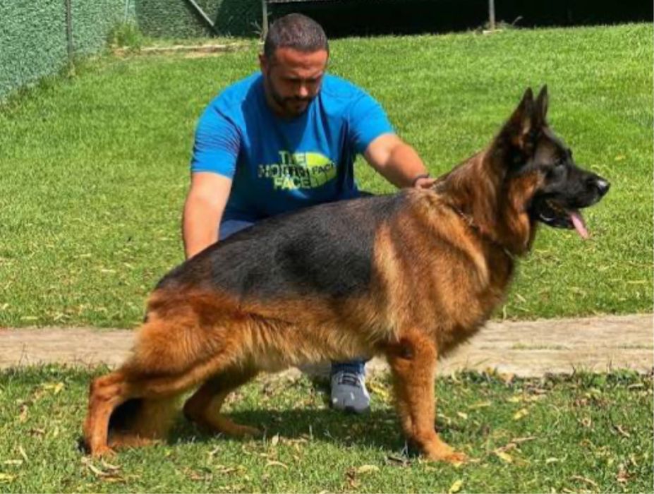 Немецкая овчарка (бронирование щенков)