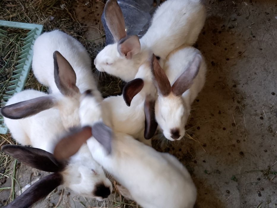 Kaliforniya quyon sotiladi