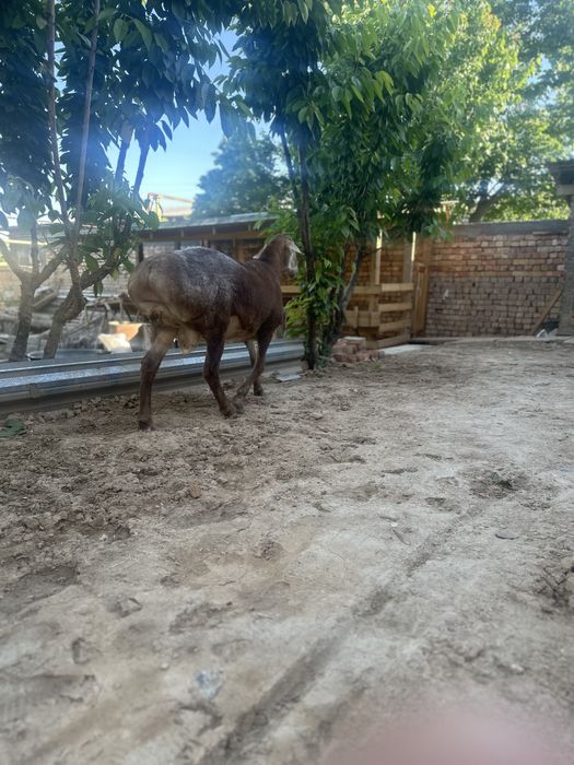 Arashan qoylar  sotiladi