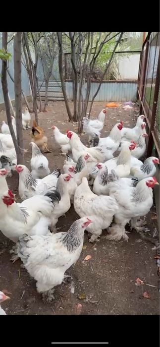 Яйцо брамы инкубационные