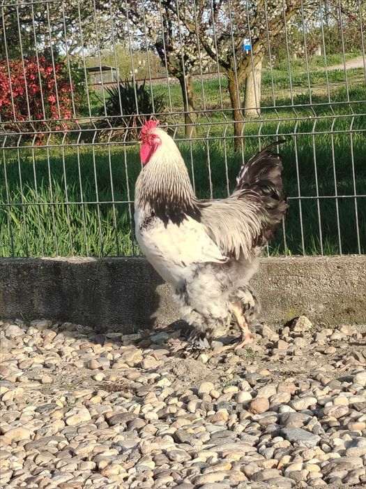 Vând cocoș Brahma