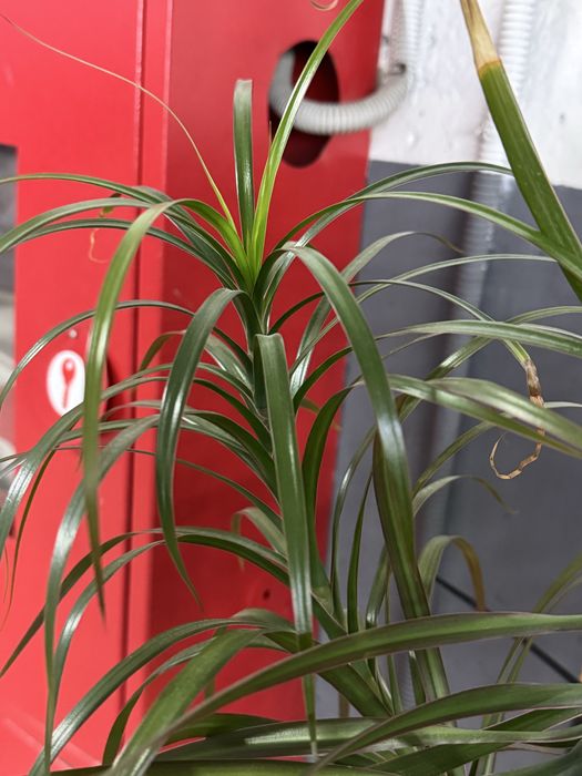 Продам пальму фикус