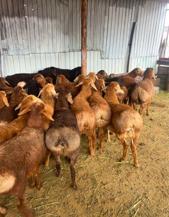 Қой тоқты сатылады!