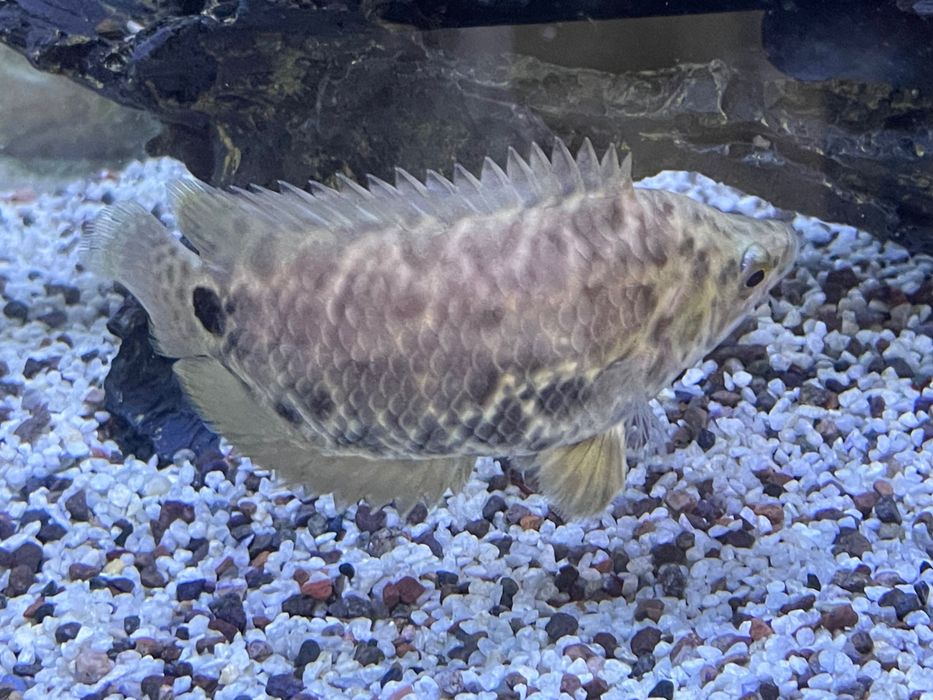 Продается аквариумная рыба ксенопома леопардовая