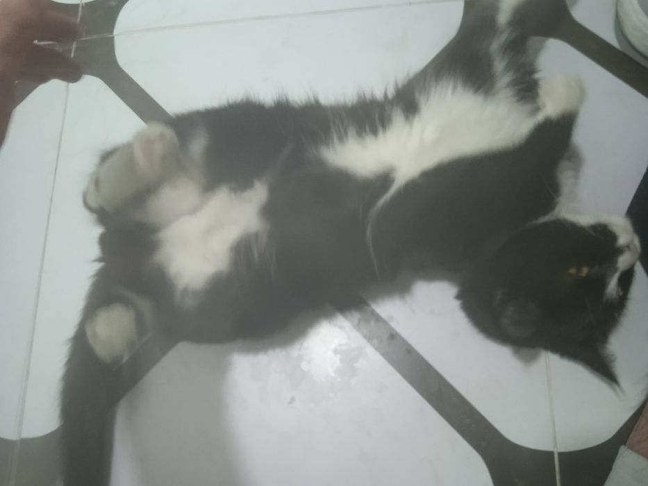 Кошка пшак mushuk дамашный