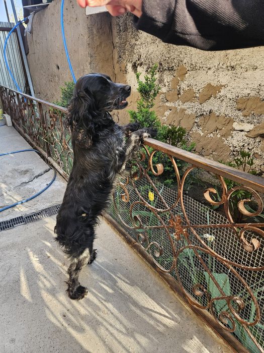 Найдена собака девочка