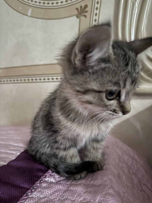 Отдам котёнка в добрые руки