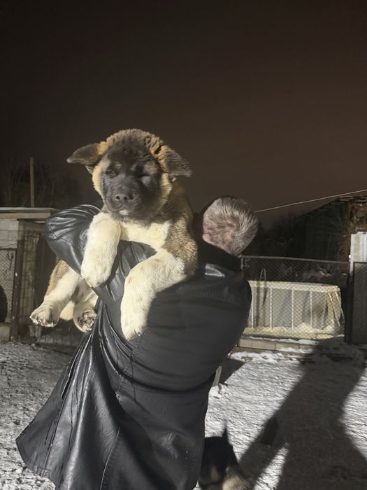 Щенки американской акиты