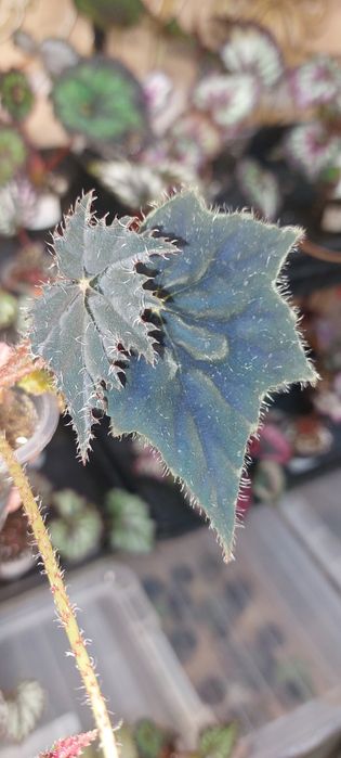 Продам деток Бегония Рекс