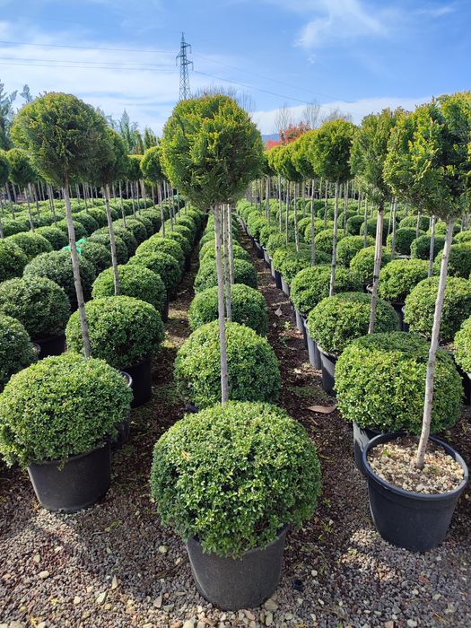 Magnolia Galbenă, Grandiflora, Palmieri