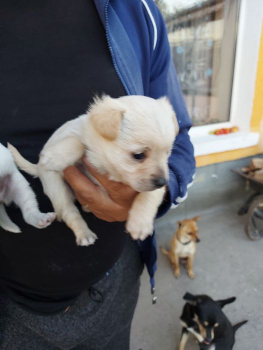 Продавам мини пинчер