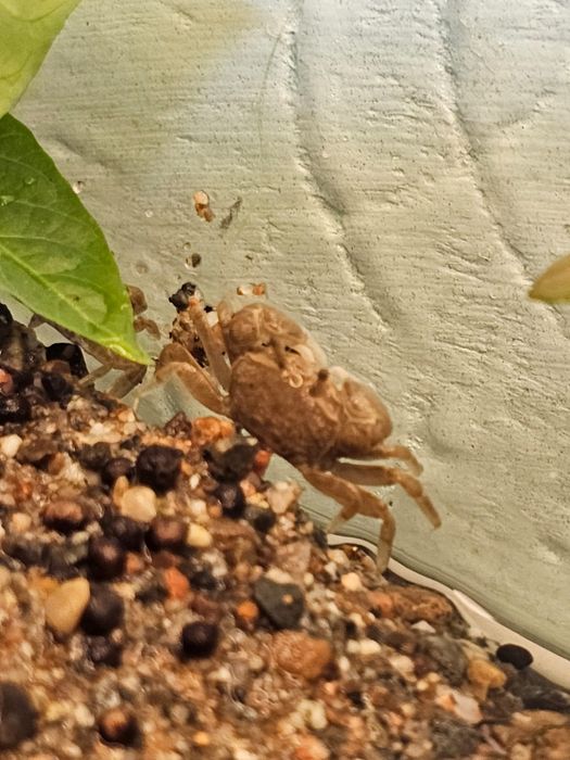 Крабики тропические