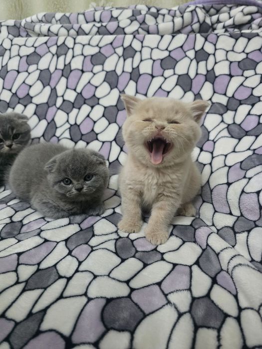 Продам котят порода скотиш фолд