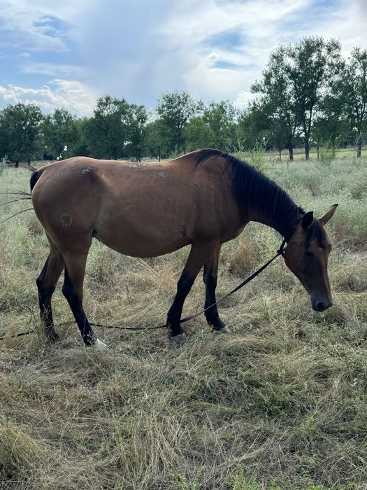 Бие кабыла сатам жуас минги