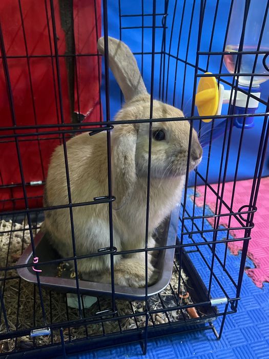 Декоративные кролики