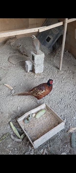 Fazan Kavkaz sotiladi 1+2 kelishamiz arzonroq beraman