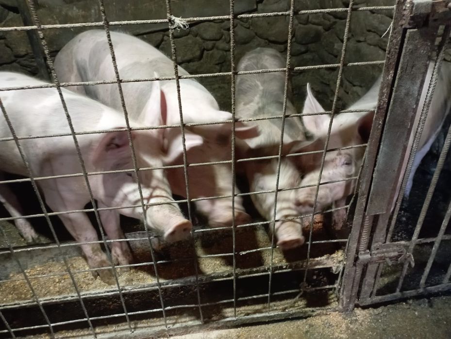 De vânzare rău bărbat