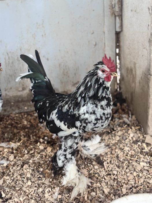 Yapon xorozla sotiladi