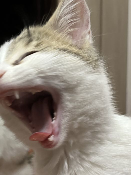 Катенок в хороший руки