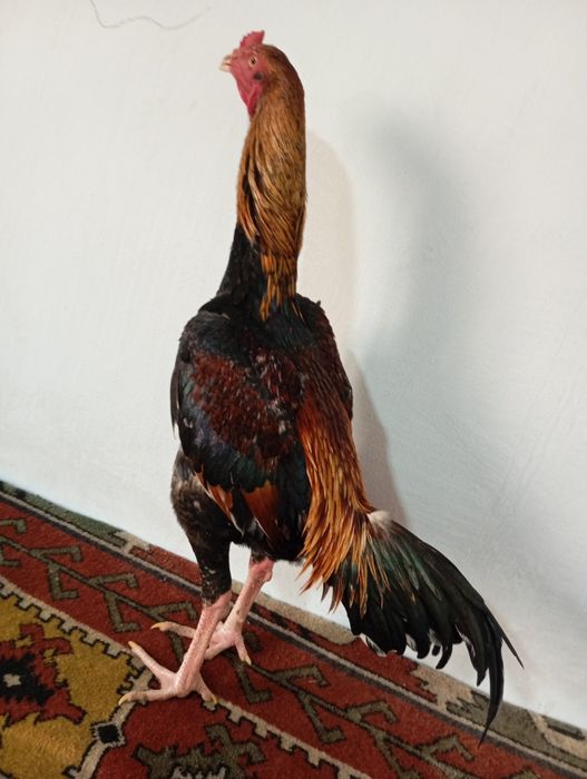 Mayski joja sotiladi vesi 4 kg