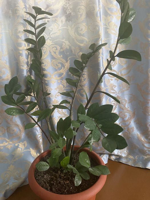 Комнатный цветок