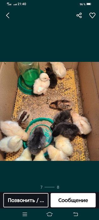 Продам красивых цыплят