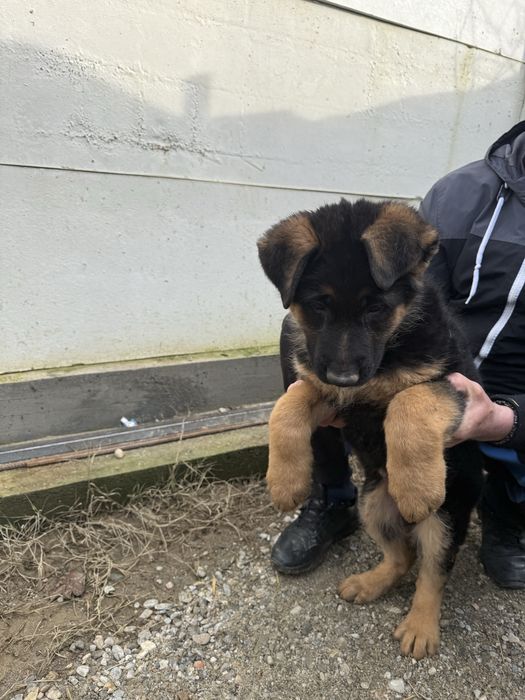 Vand pui Ciobanesc German