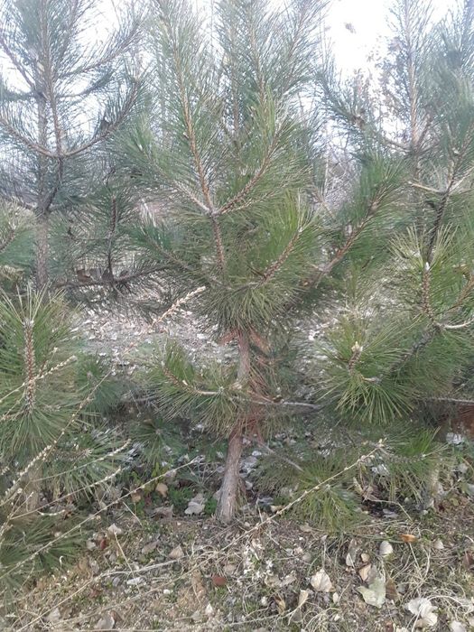 Крим арча кучатлари сотилади