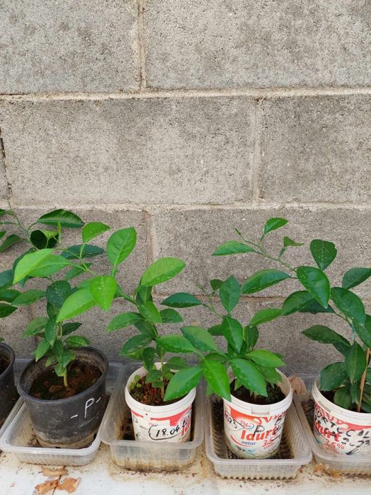 Bananieri si portocali puiet