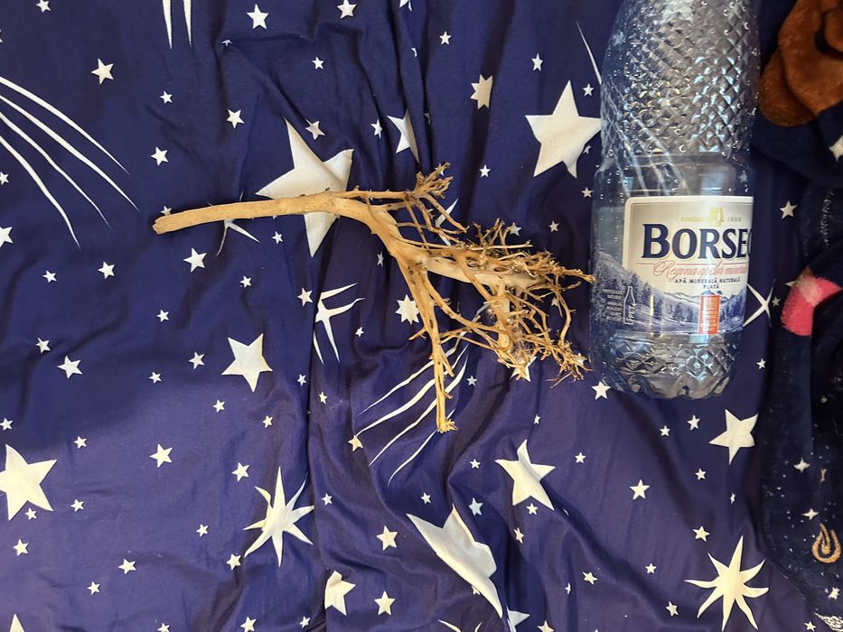 Bonsai acvaristica acvariu