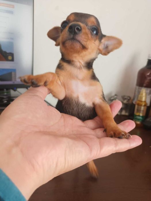 Мъжки мини пинчер