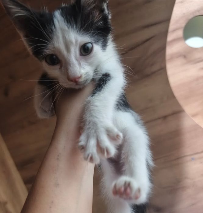 котенок мальчик, 2 недели