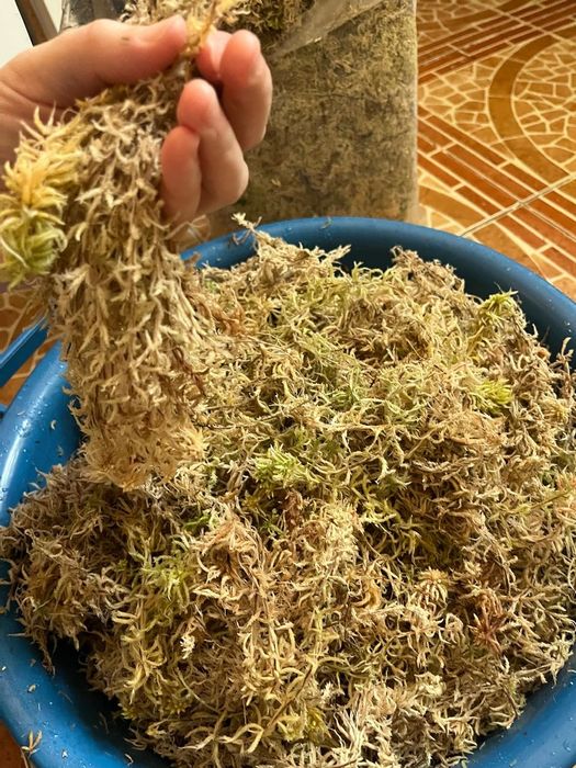 Продам свежий,  чистый мох.