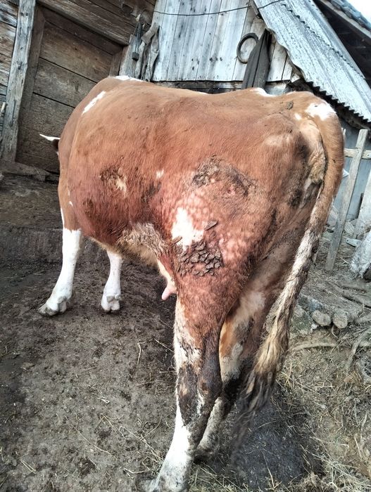 Vând vacă cu vițel, a treia fătare.