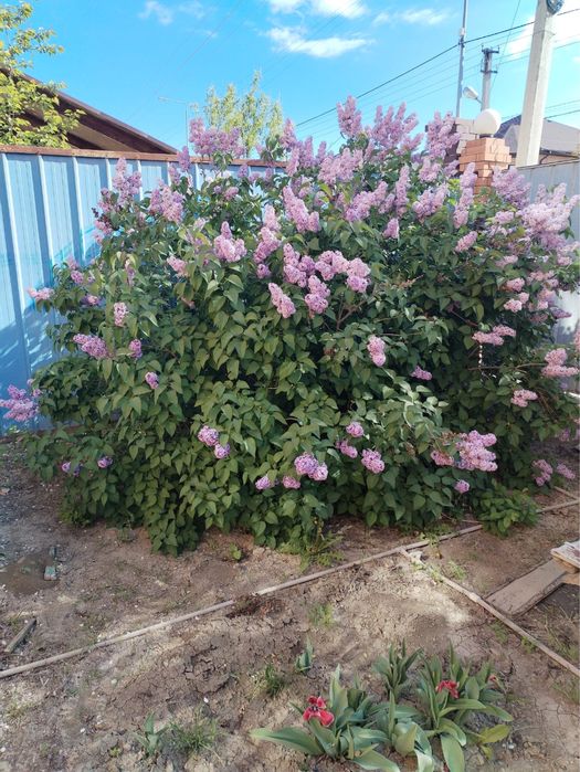 Продам сирень недорого