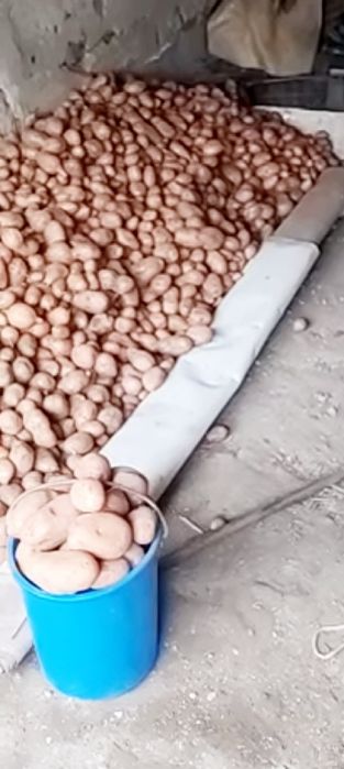 Продам картофель дачный