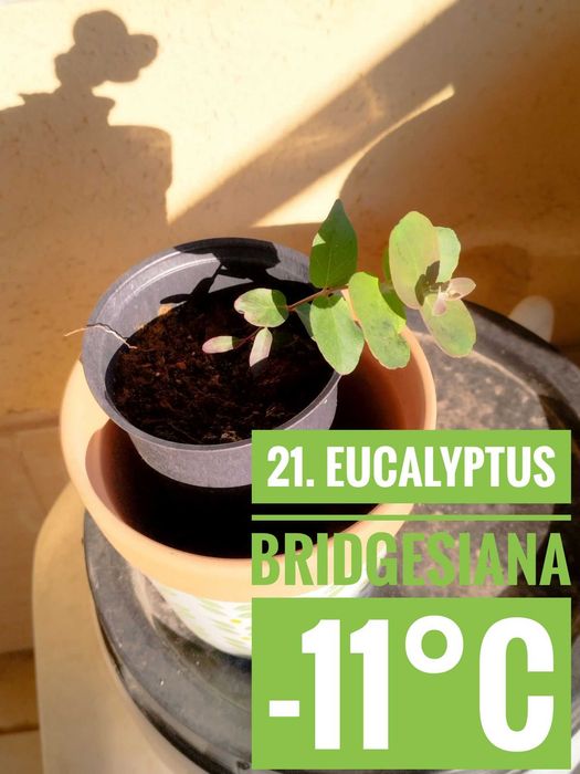 Продавам разсад от евкалипт и австралийска акация