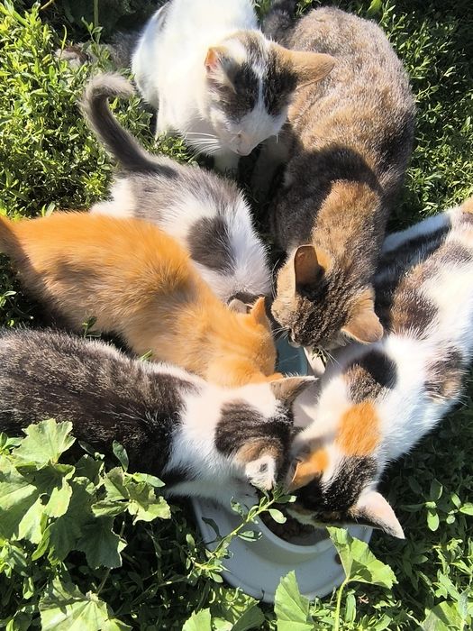 Котята на счастье!