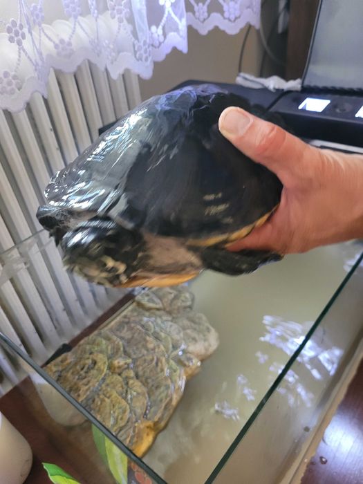 Broasca țestoasă, varsta 12 ani