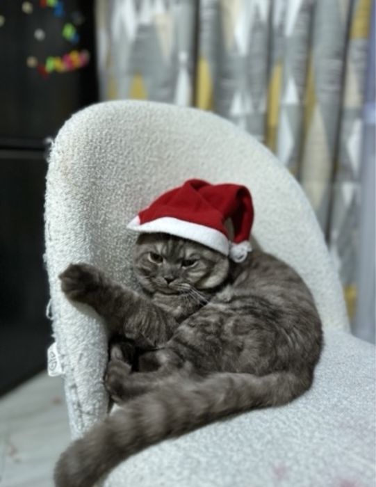 Шотландский вислоухий кот ………………………….