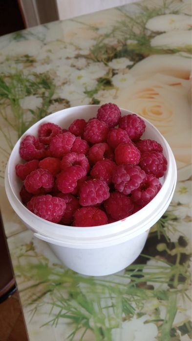 Саженцы малины ремонтантной