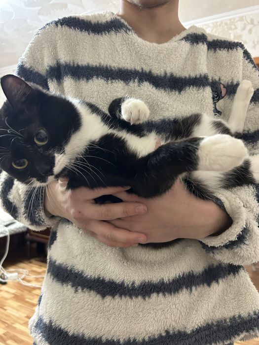 Отдам кота даром