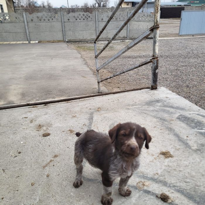 Продам щенка дратхаар