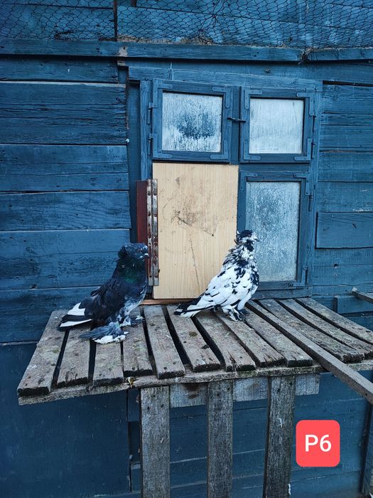 Uriași Maghiari de vânzare