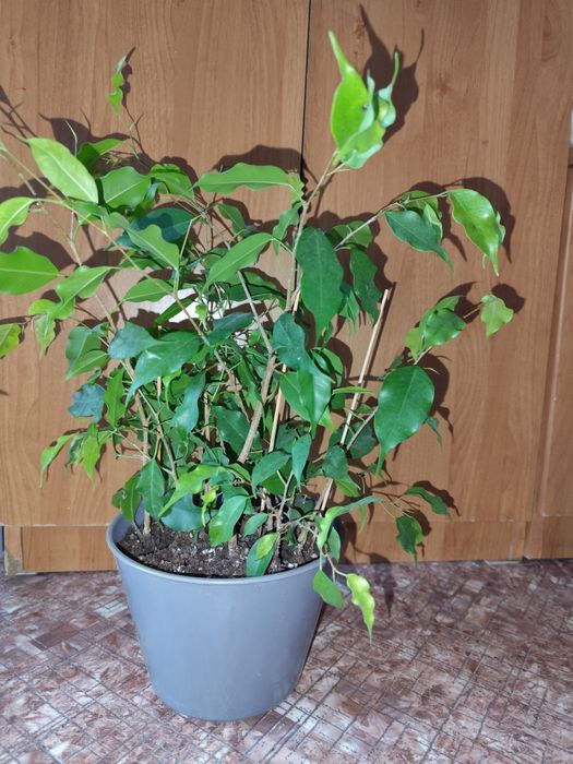 Фикус Бенджамина