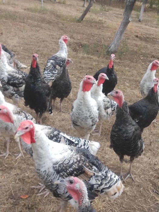 Vând curci de țară..