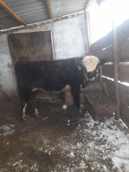 Еркек Потсос бузау