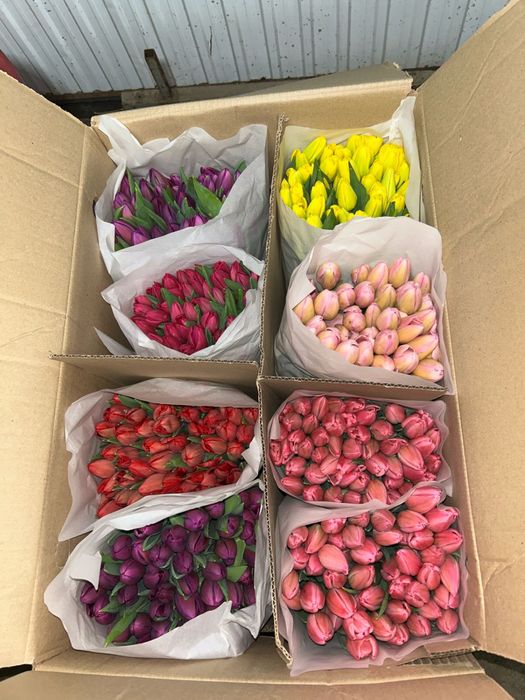 ТЮЛЬПАНЫ К 8 марта